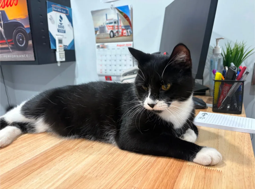 A black and white cat