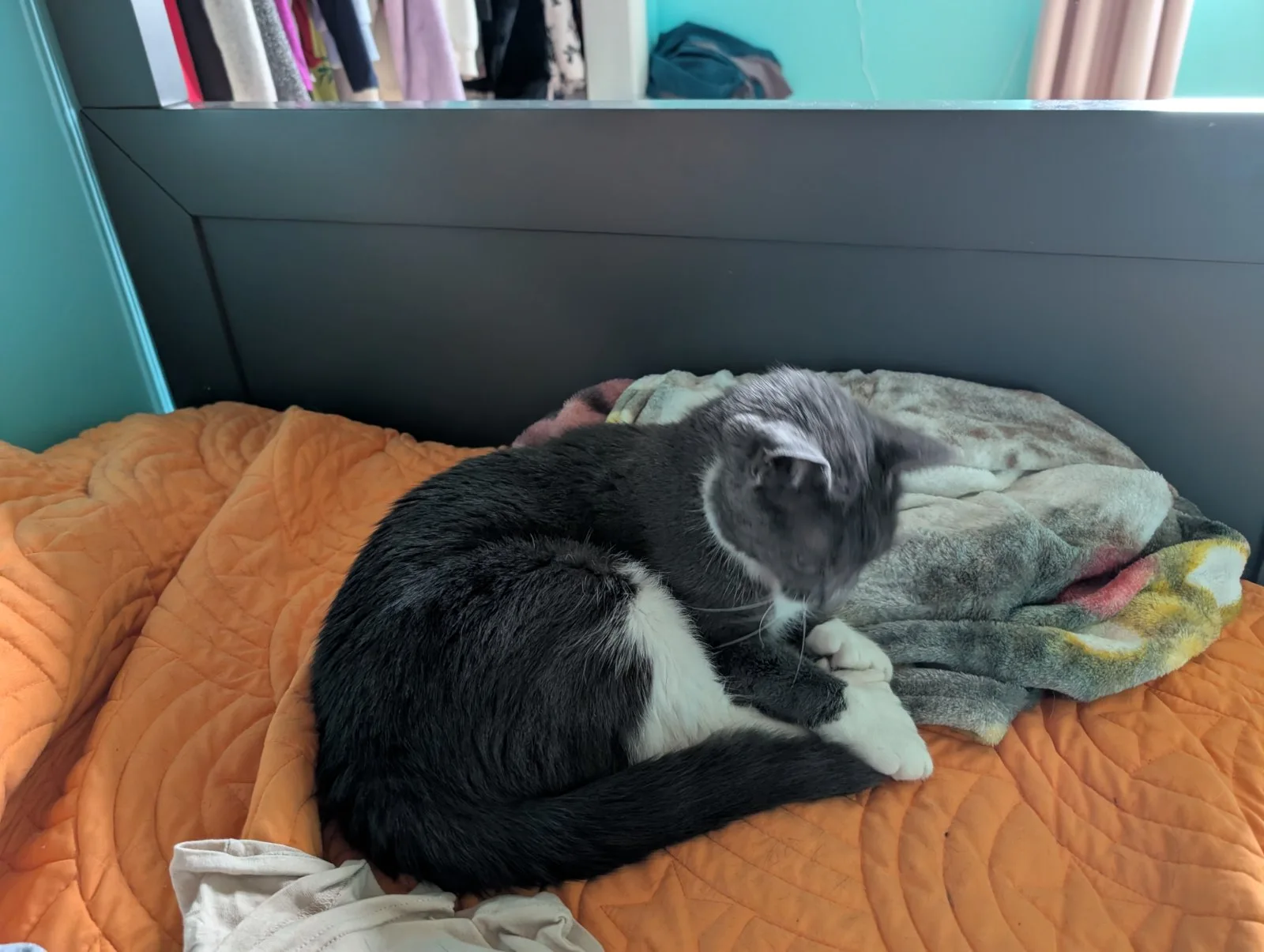 cat on a rug